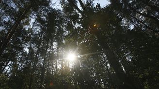 Orná půda by měla v Česku mizet, přibude ale lesů