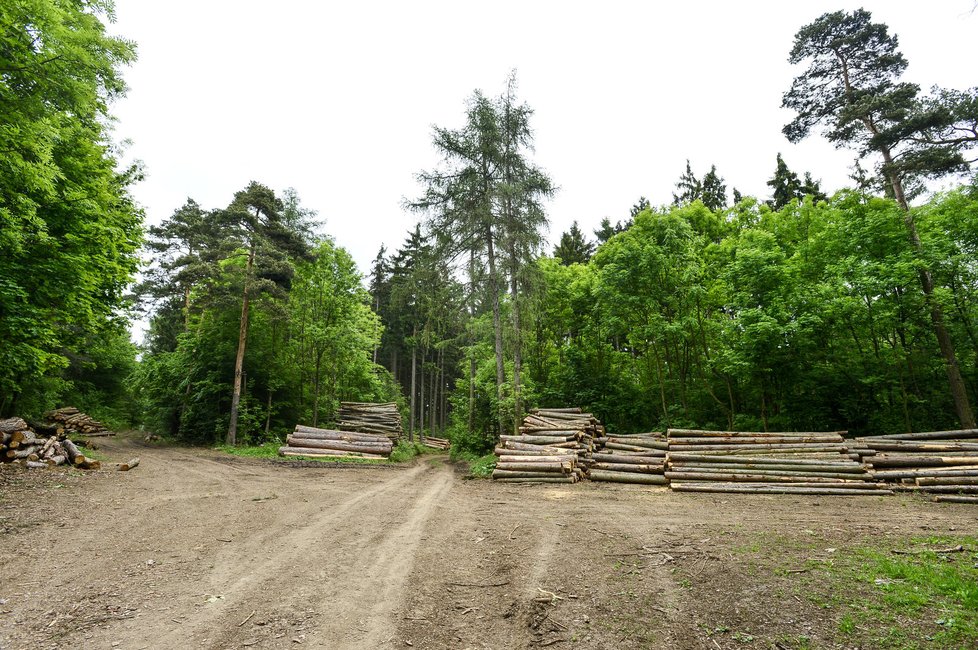 Nábytkářský gigant uvedl, že je připravený své rozhodnutí vysvětlit, zároveň je ochotný spolupracovat s jinými certifikáty na tom, aby splnily podmínky, které IKEA na udržitelnost má.