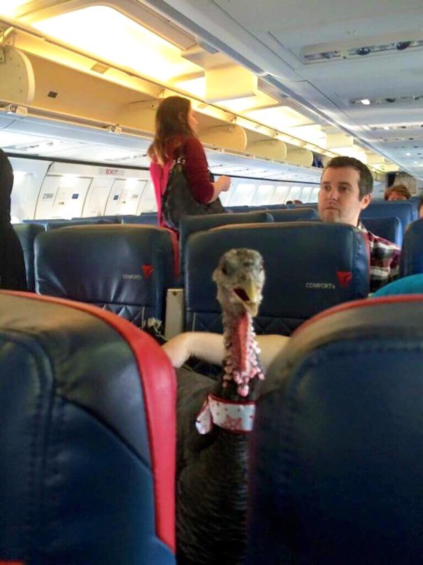 Tohoto krocana má páníček tak rád, že mu koupil k radosti ostatních cestujících letenku.