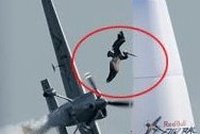 Letadlo nabouralo při závodech do pelikána!
