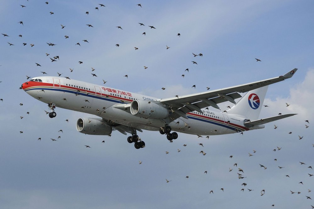 Ptáci jsou velkým nebezpečím i pro civilní a dopravní letadla