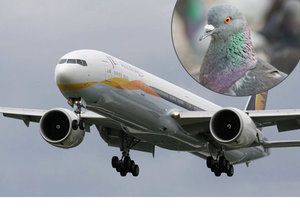 Kvůli srážce letadla s ptákem nemáte podle Evropské unie nárok na odškodnění.