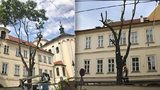 Pražané se čílí. V Letenské ulici „zprznili“ dřevorubci jediný strom, který tam roste