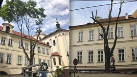 V sobotu necitlivě pořezali jediný vzrostlý strom v Letenské ulici. Jeho další osud je nejistý.