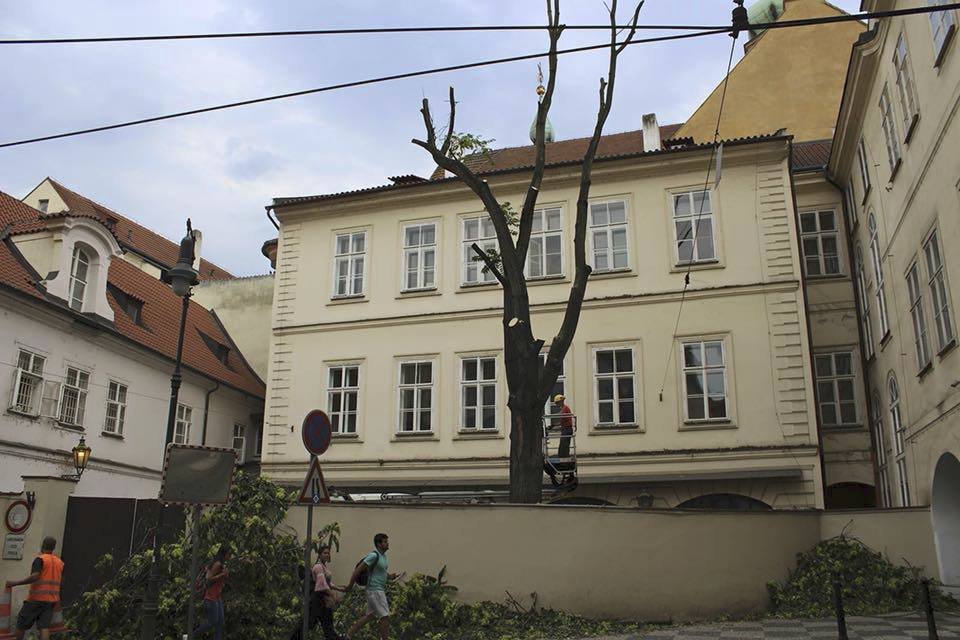 Mnoha Pražanům se nelíbilo necitlivé prořezání stromu v Letenské ulici, které pravděpodobně bude vést k jeho definitivnímu pokácení.