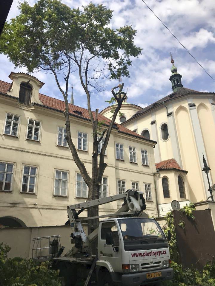Mnoha Pražanům se nelíbilo necitlivé prořezání stromu v Letenské ulici, které pravděpodobně bude vést k jeho definitivnímu pokácení.