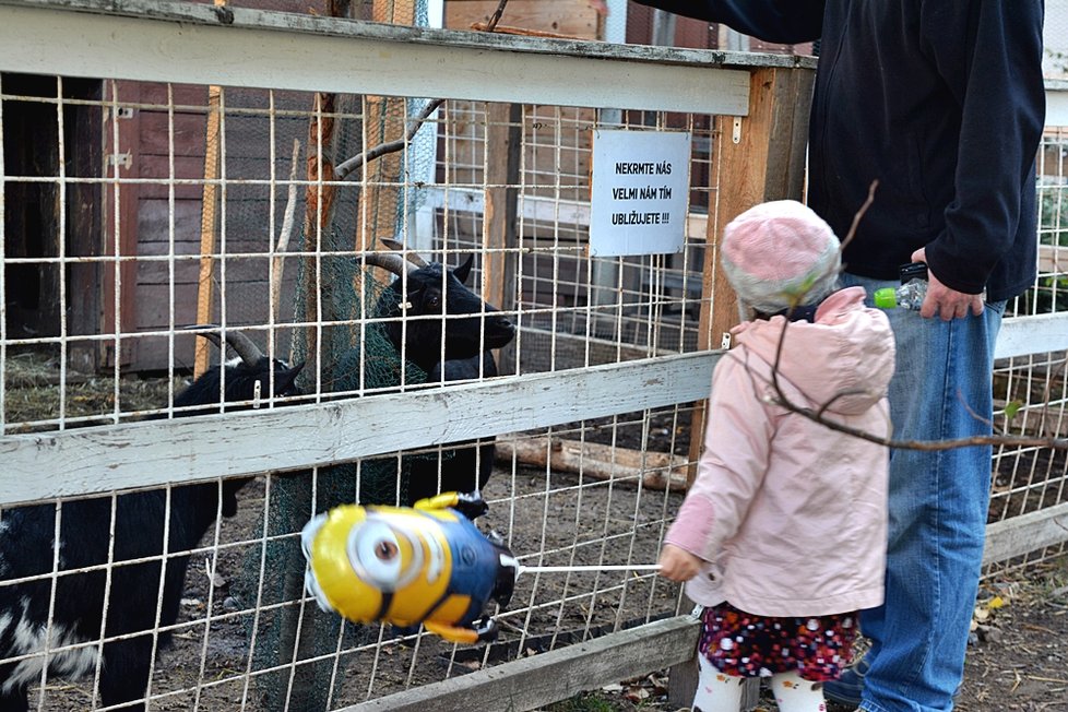 Pražané se naučili vábit divokou zvěř na Letné