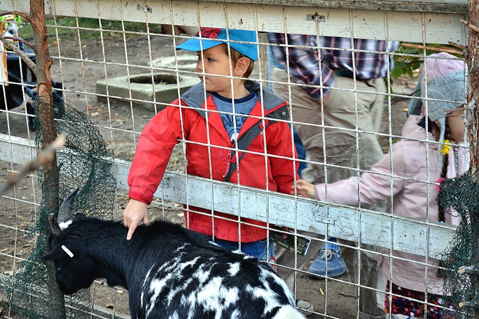 Pražané se naučili vábit divokou zvěř na Letné