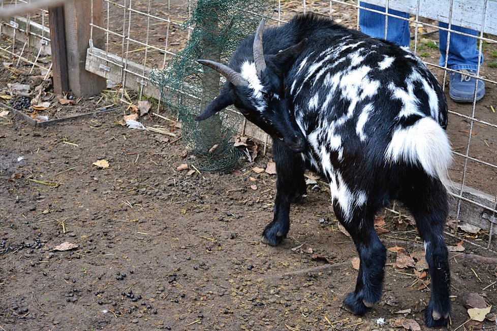 Koza se stala neoficiálním maskotem Skutečného dárku.