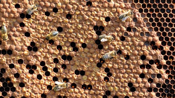 ilustrační foto, včely, med