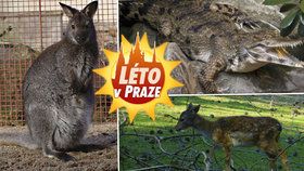 Na výlet do pražských mini zoo: Procházkou nebo na kole na návštěvu ke krokodýlům nebo klokanům  