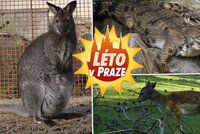 Na výlet do pražských mini zoo: Procházkou nebo na kole na návštěvu ke krokodýlům nebo klokanům