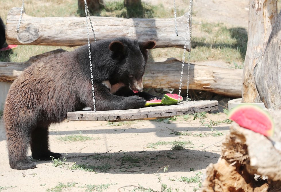 Medvěda v ZOO Chleby osvěžil meloun