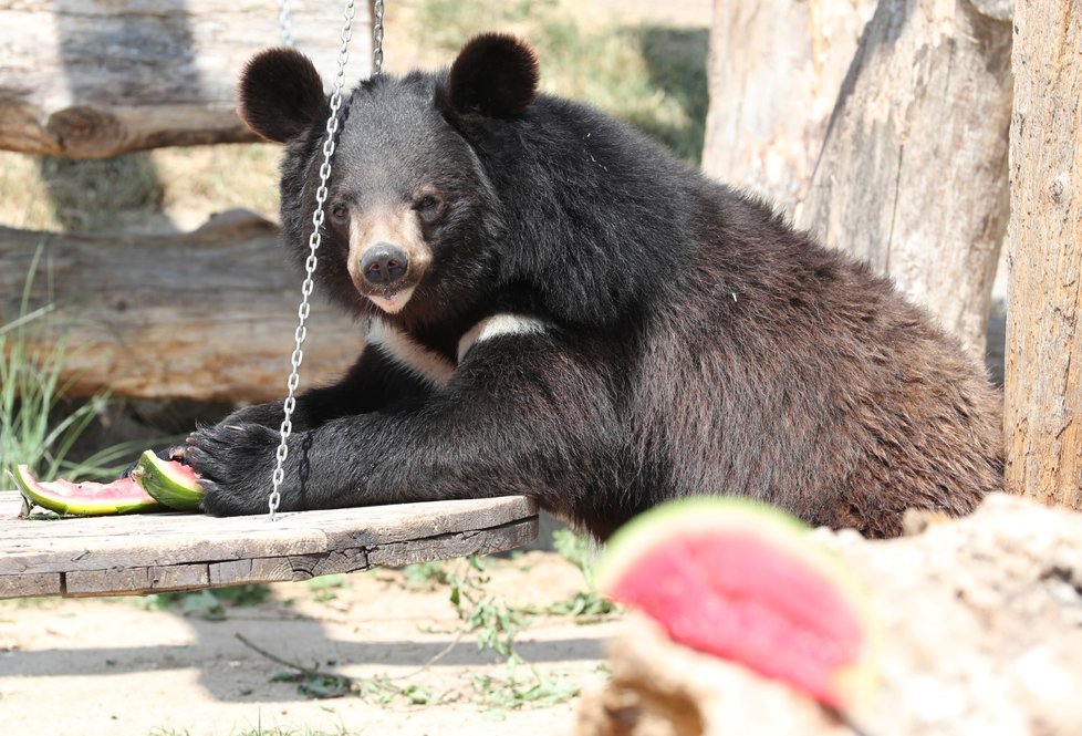 Medvěda v ZOO Chleby osvěžil meloun