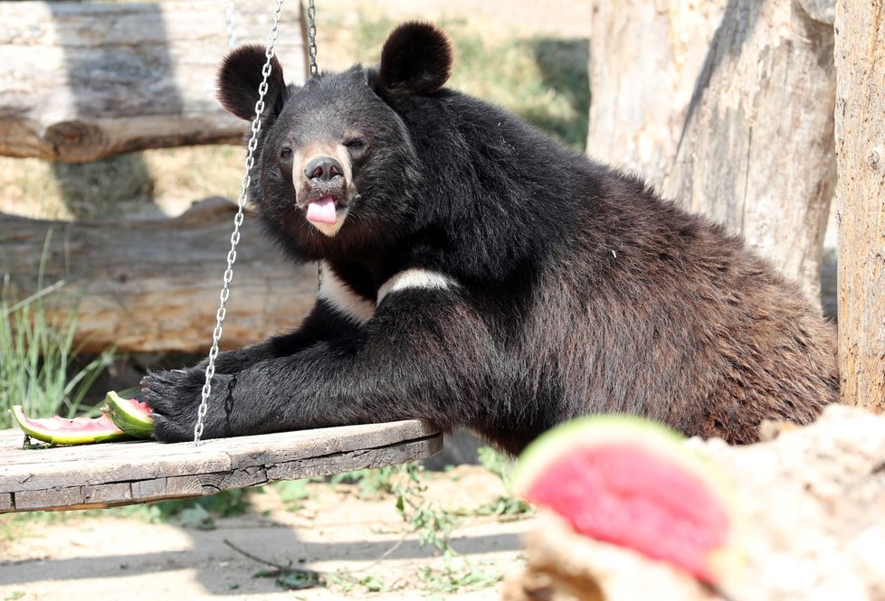 Medvěda v ZOO Chleby osvěžil meloun