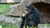 Léto v pražské zoo: Jak zvířata zvládají tropy? Gorily a lední medvědi si dopřávají zmrzlinu