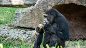 Léto v pražské zoo: Jak zvířata zvládají tropy? Gorily a lední medvědi si dopřávají zmrzlinu