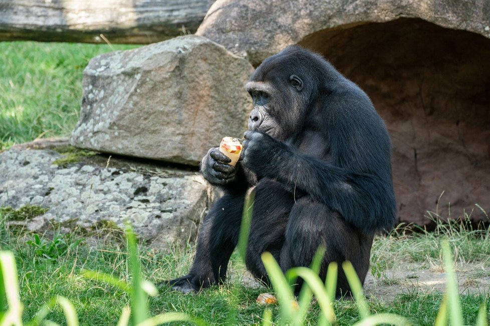 V pražské zoo kvůli vedrům dostávají lední medvědi a gorily zmrzlinu.