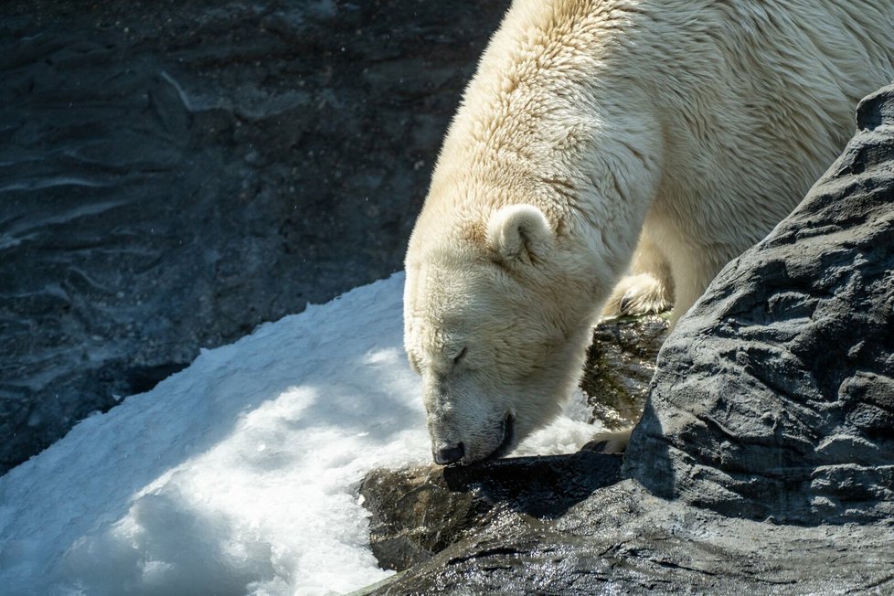 V pražské zoo kvůli vedrům dostávají lední medvědi a gorily zmrzlinu.