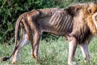 Srdceryvné foto z afrického safari: Vyhublá troska bývala králem džungle. Příběh lva má smutný konec