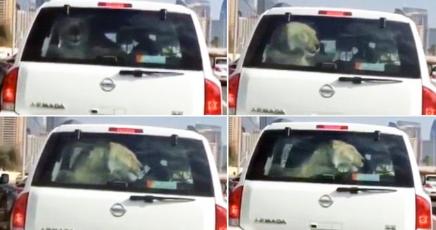Řidiče v Dubaji překvapil lev, kterého si vezl majitel vozu před ním.