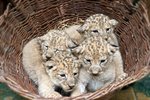 Čtveřice koťat lva berberského přišla v srpnu 2023 na svět v plzeňské zoo.