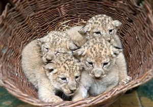 Čtveřice koťat lva berberského přišla v srpnu 2023 na svět v plzeňské zoo.