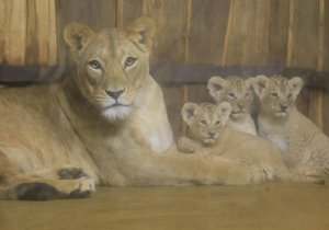 Berberská lvice Tamika se svými trojčaty.