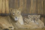 Berberská lvice Tamika se svými trojčaty Dabirem, Deemou a Damali. Mláďata se narodila v květnu 2018, teď museli v zoo Damali utratit.