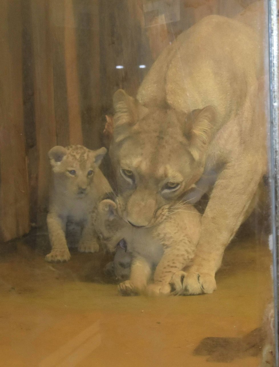 Lví máma Tamika s jedním ze svých potomků. Trojčata Dabir, Deema a Damali se narodila se narodila v květnu 2018, teď museli v zoo Damali utratit.