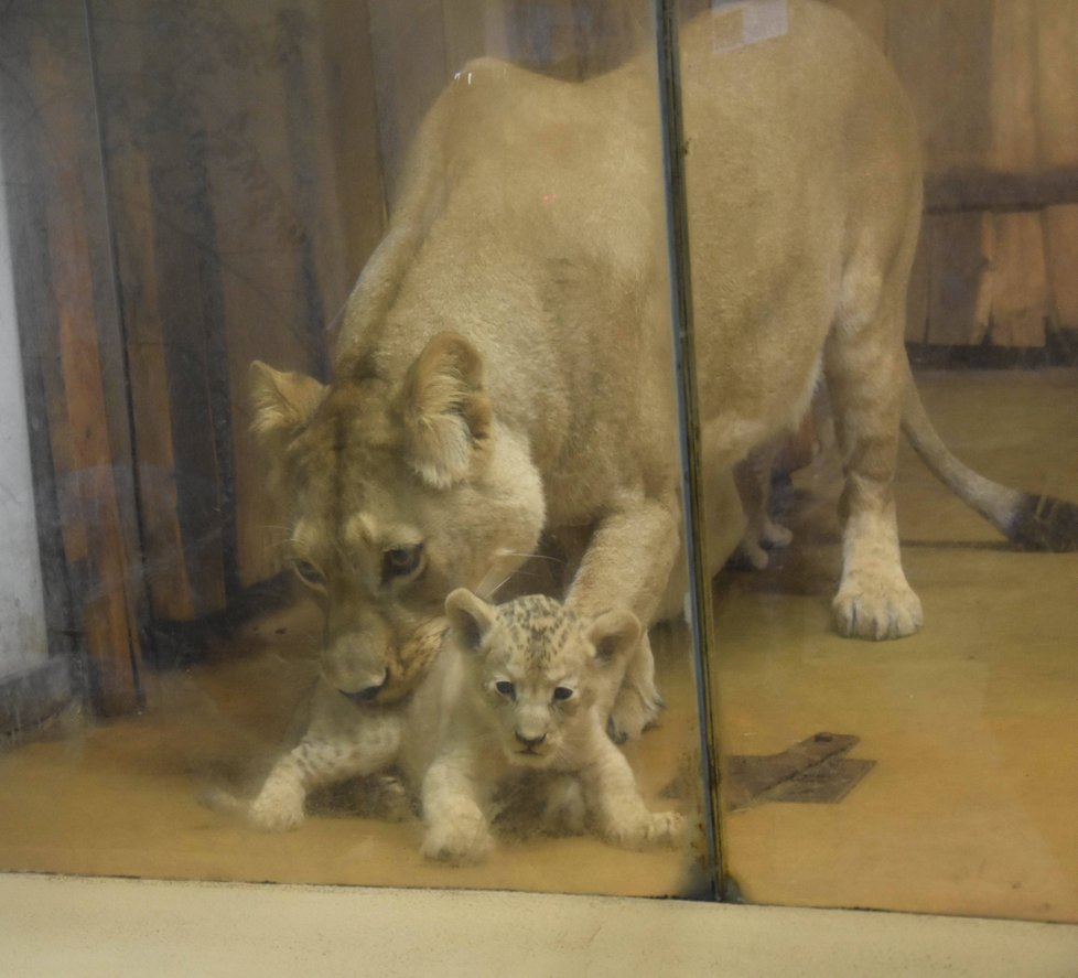 Lví máma Tamika usměrňuje zvědavého potomka, v tlamě ho přenese do bezpečí.