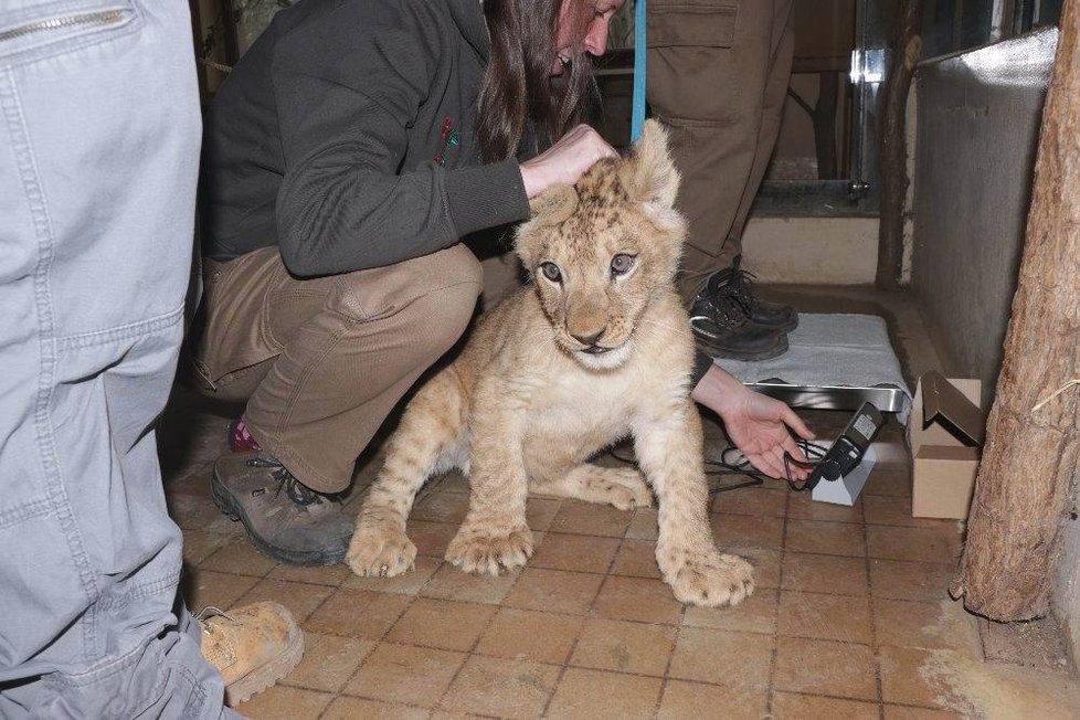 Malého Baqira prohlédl a naočkoval veterinář.