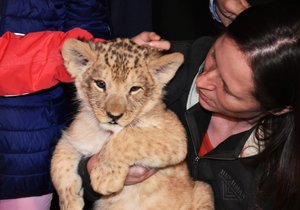 Mládě vzácného lva berberského v plzeňské zoo dostalo jméno Baqir.