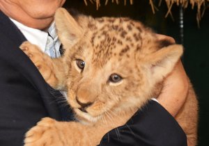 Mládě vzácného lva berberského v plzeňské zoo dostalo jméno Baqir.