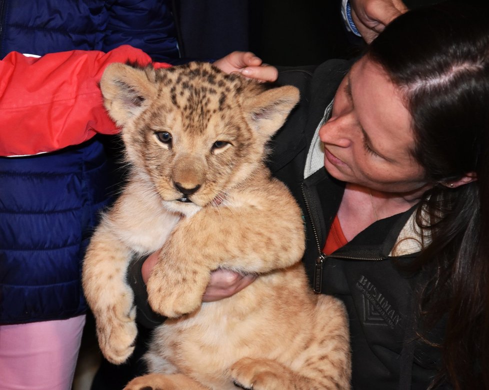 Mládě vzácného lva berberského v plzeňské zoo dostalo jméno Baqir. Jeho matkou byla Neyla.