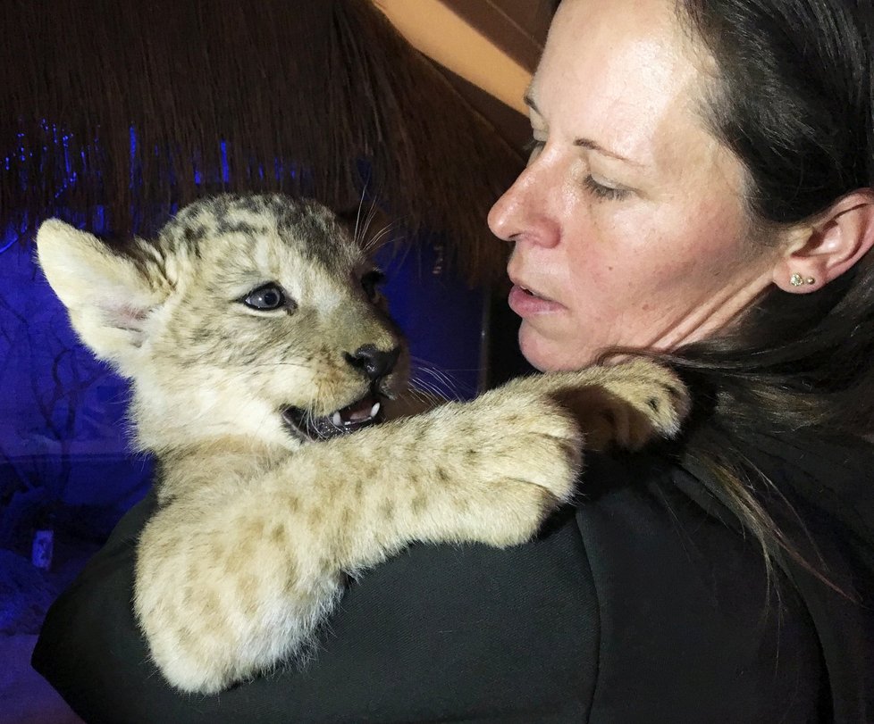 Mládě vzácného lva berberského v plzeňské zoo dostalo jméno Baqir.