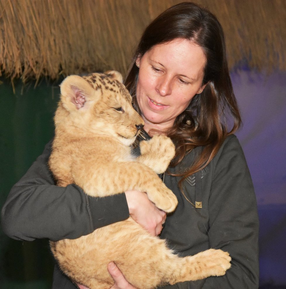 Mládě vzácného lva berberského v plzeňské zoo dostalo jméno Baqir.