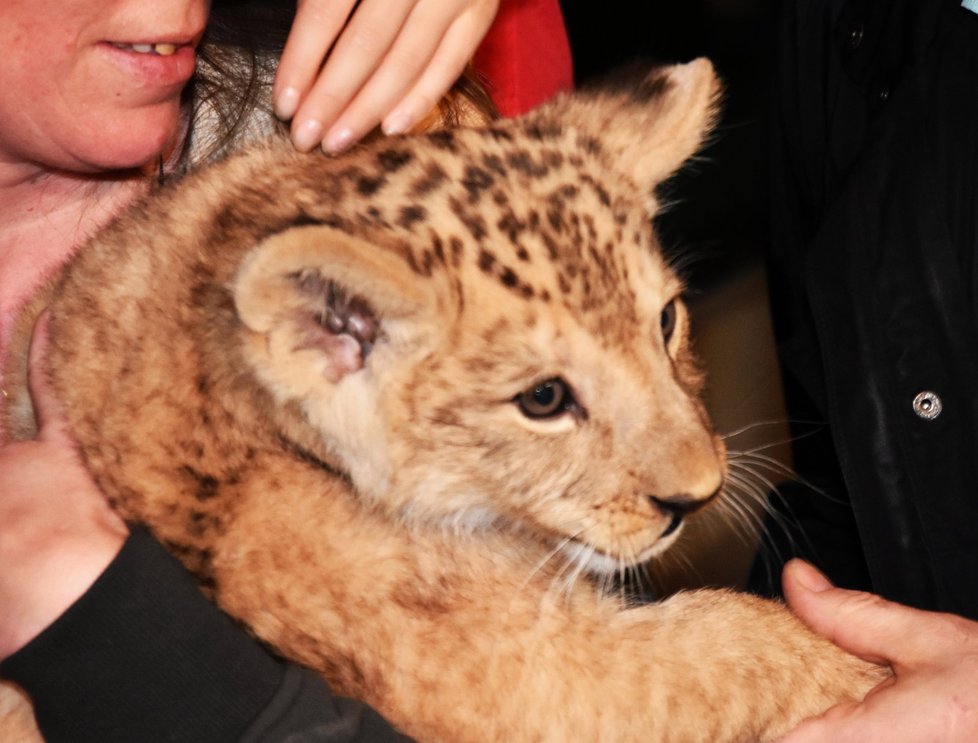 Mládě vzácného lva berberského v plzeňské zoo dostalo jméno Baqir. Jeho matkou byla Neyla.