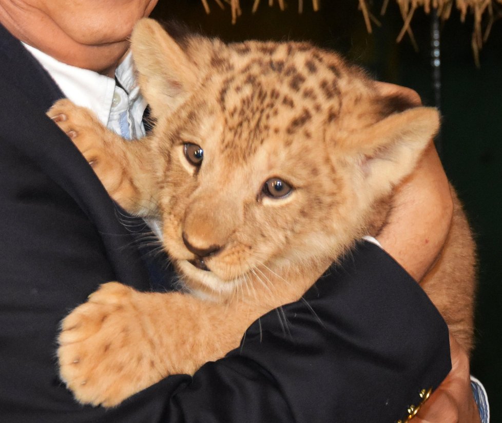 Chov lvů berberských v plzeňské zoo