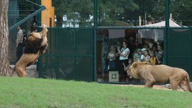 Lvi v plzeňské zoo mají nový výběh: Lidé je uvidí z terasy nad vodním příkopem