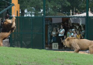 Lvi berberští v plzeňské zoo mají nový výběh.