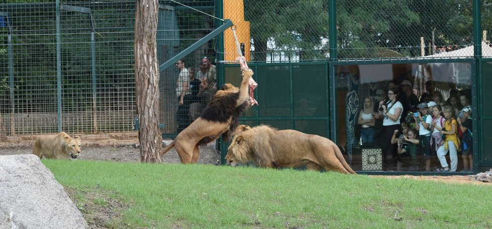 Lvi berberští v plzeňské zoo mají nový výběh.