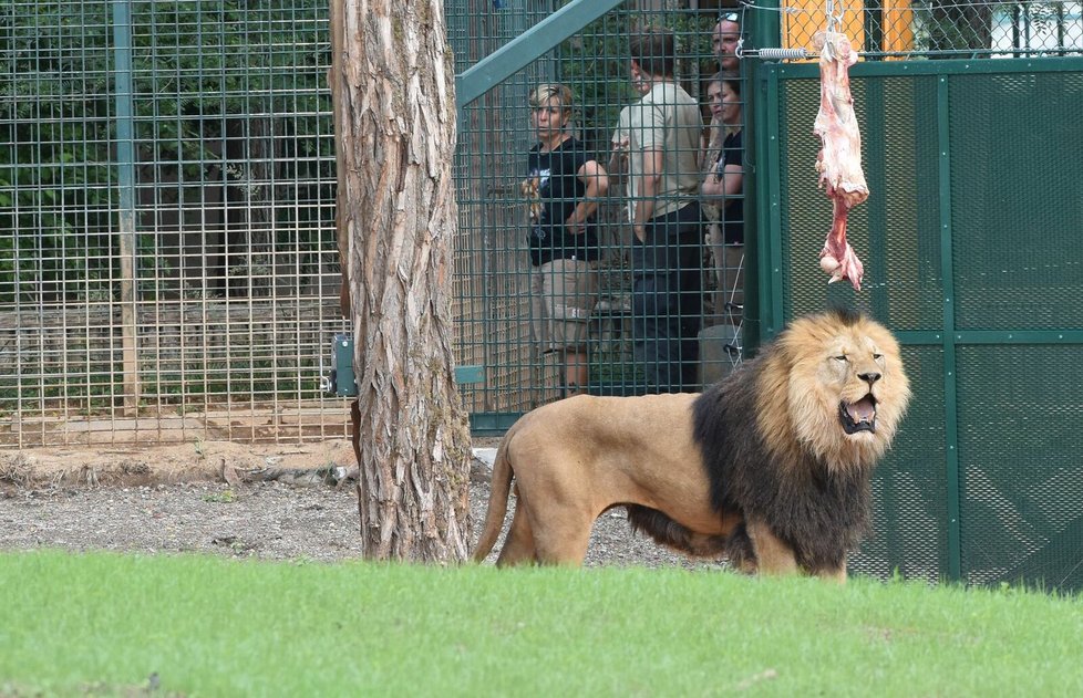 Lvi berberští v plzeňské zoo mají nový výběh.