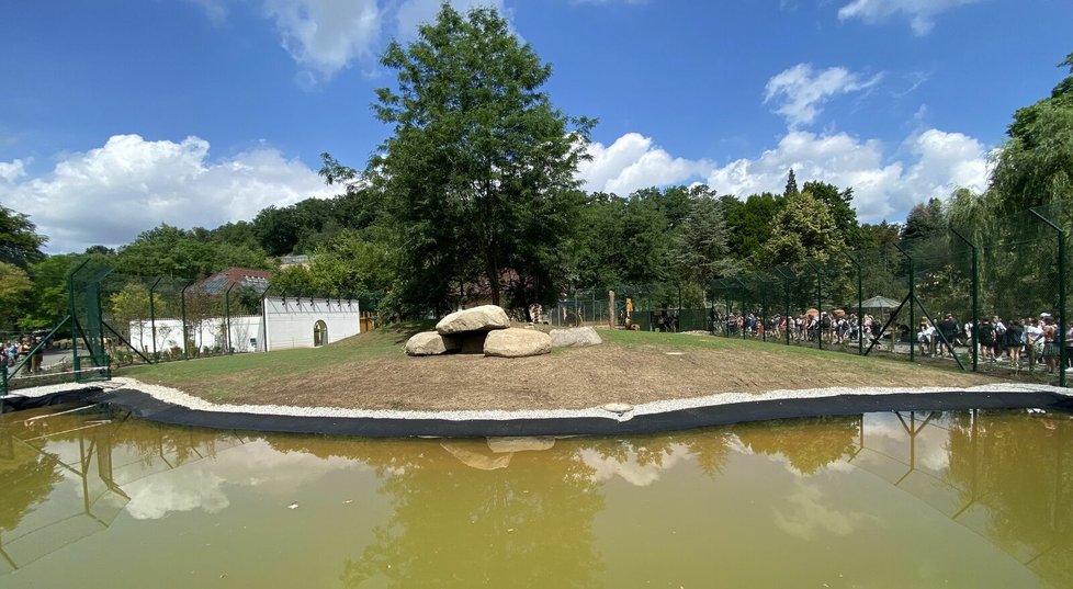 Lvi berberští v plzeňské zoo mají nový výběh.