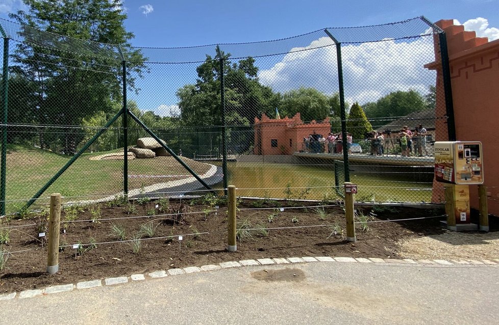 Lvi berberští v plzeňské zoo mají nový výběh.