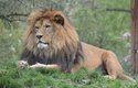 Lev berberský je na Červeném seznamu ohrožených druhů
