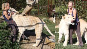 Netradiční mazlíček: Má dva metry a váží 230 kilo. Angie po zahradě běhá lev