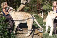 Netradiční mazlíček: Má dva metry a váží 230 kilo. Angie po zahradě běhá lev