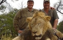 Cecil (†13), nejslavnější lev Afriky, obětí šíleného zubaře: Stáhl ho z kůže  a uřízl mu hlavu!