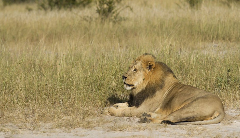 Lev v Africe sežral ostatky pytláka, kterého zabil slon (ilustrační foto)
